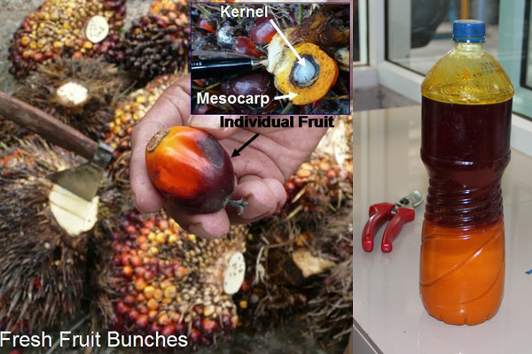 palm fruit