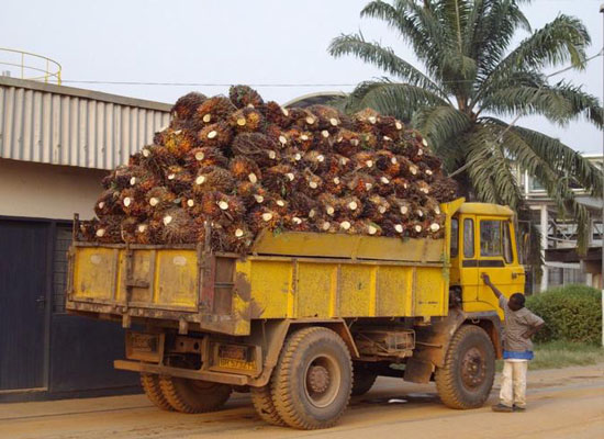 palm fruit bunches