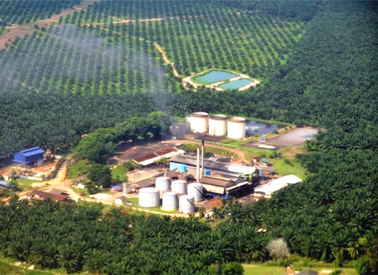 Small scale palm oil production in Kigoma, Tanzania.