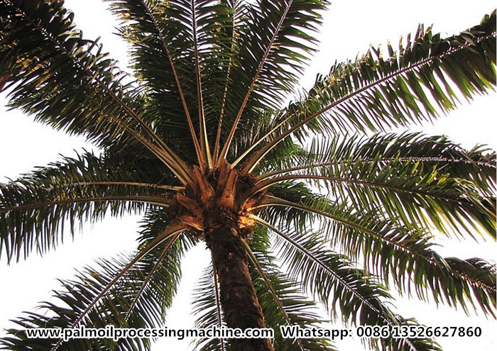 The picture of palm fruit trees.jpg