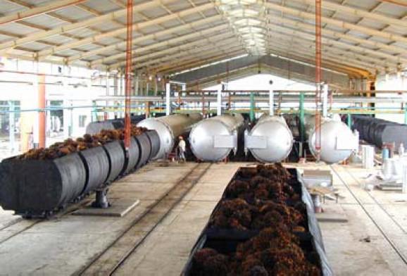 oil palm sterilization