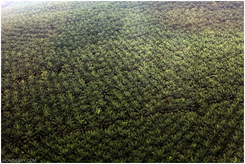 palm oil history
