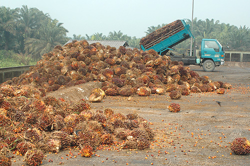 palm oil mill