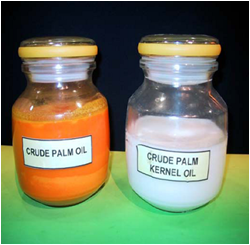 Palm Oil vs. Palm Kernel Oil