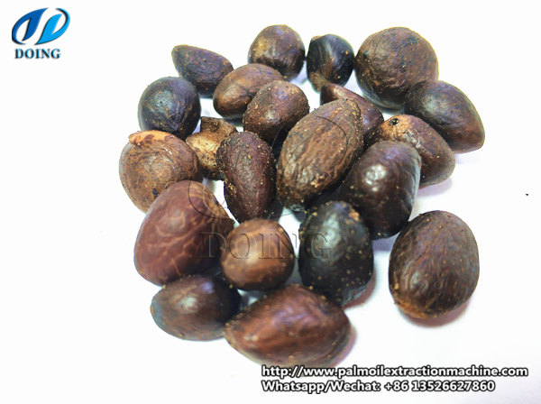 palm kernel 