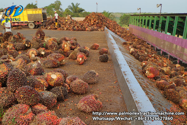 palm oil mill plant