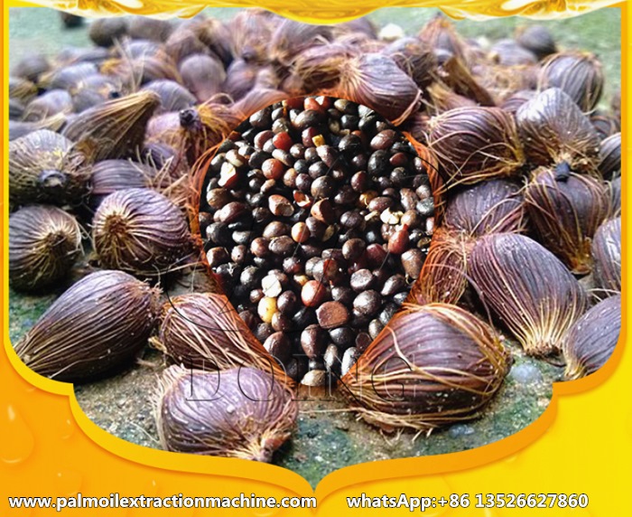 palm nuts and palm kernel 