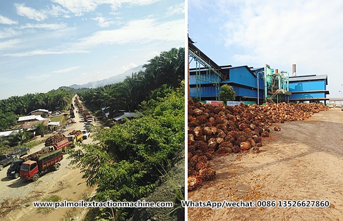 palm oil processing factory